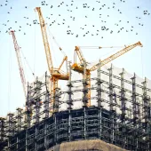 The top of an under construction high rise building with three yellow tower cranes on top and a small flock of birds flying past