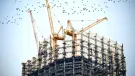 The top of an under construction high rise building with three yellow tower cranes on top and a small flock of birds flying past